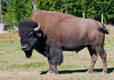 Bison bison